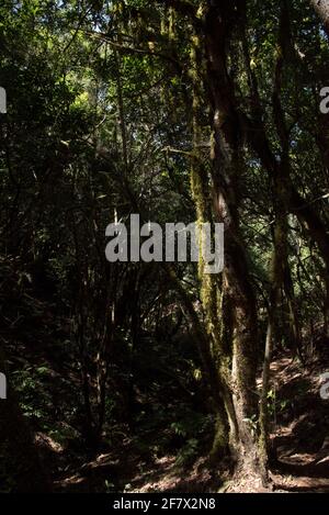 Ein subtropischer Lorbeerwald bedeckt die Höhen von La Gomera und hält das ganze Jahr über ein feuchtes Klima im Nationalpark Garajonay aufrecht. Stockfoto