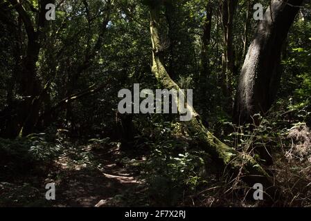 Ein subtropischer Lorbeerwald bedeckt die Höhen von La Gomera und hält das ganze Jahr über ein feuchtes Klima im Nationalpark Garajonay aufrecht. Stockfoto