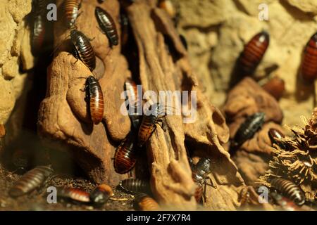 Die Käfer auf einem Stein im Terrarium Stockfoto