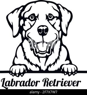 Labrador Retriever Peeking Dog - Kopf isoliert auf weiß Stock Vektor