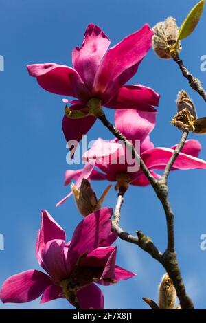 Magnolia Baumblüte Magnolia Burgundy Star Stockfoto