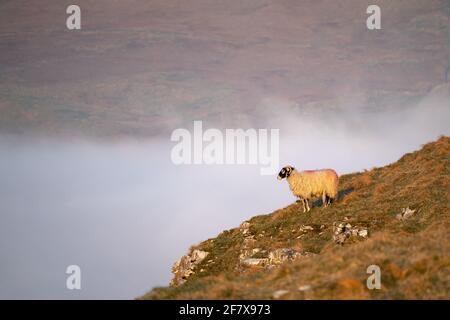 Ein einsames Schaf steht am Rande einer Klippe über einer Temperaturinversion im Yorkshire Dales National Park in der Nähe von Malham. Stockfoto