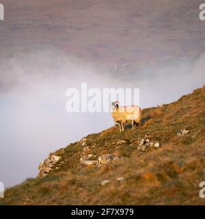 Ein einsames Schaf steht am Rande einer Klippe über einer Temperaturinversion im Yorkshire Dales National Park in der Nähe von Malham. Stockfoto