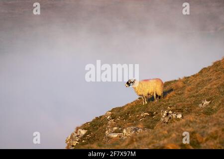 Ein einsames Schaf steht am Rande einer Klippe über einer Temperaturinversion im Yorkshire Dales National Park in der Nähe von Malham. Stockfoto