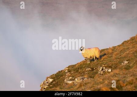 Ein einsames Schaf steht am Rande einer Klippe über einer Temperaturinversion im Yorkshire Dales National Park in der Nähe von Malham. Stockfoto