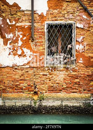 Pflanze an einem Fenster auf einem roten Vorderhaus Ziegelsteine in Venedig Stockfoto