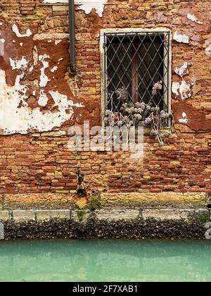 Pflanze an einem Fenster auf einem roten Vorderhaus Ziegelsteine in Venedig Stockfoto