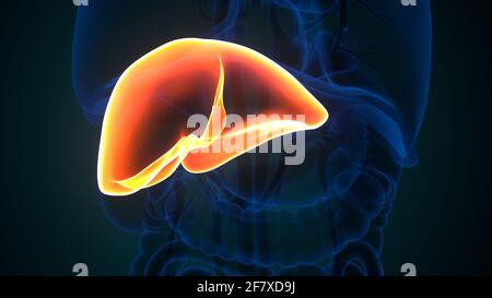 Leber 3D-Illustration Anatomie des menschlichen Verdauungssystems Stockfoto