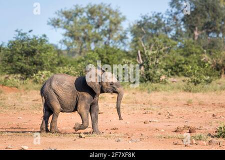 Junger afrikanischer Buschelefant, der in der Savanah im Kruger Nationalpark, Südafrika läuft; specie Loxodonta africana Familie von Elephantidae Stockfoto