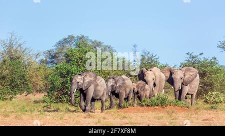 Kleine Gruppe von afrikanischen Buschelefanten, die in Savanah im Kruger Nationalpark, Südafrika, wandern; specie Loxodonta africana Familie von Elephantidae