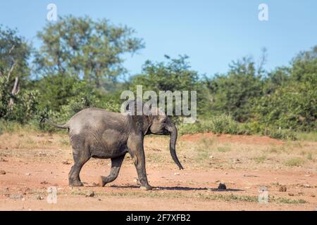 Junger afrikanischer Buschelefant, der in der Savanah im Kruger Nationalpark, Südafrika läuft; specie Loxodonta africana Familie von Elephantidae Stockfoto
