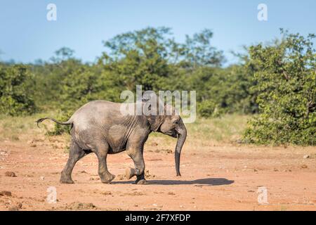 Junger afrikanischer Buschelefant, der in der Savanah im Kruger Nationalpark, Südafrika läuft; specie Loxodonta africana Familie von Elephantidae Stockfoto