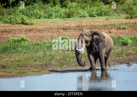 Afrikanische Buschelefanten trinken in einem See im Kruger Nationalpark, Südafrika; specie Loxodonta africana Familie von Elephantidae Stockfoto