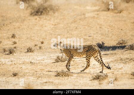 Gepard beim Sandwandern im Kgalagari Transfrontier Park, Südafrika; Specie Acinonyx jubatus Familie von felidae Stockfoto