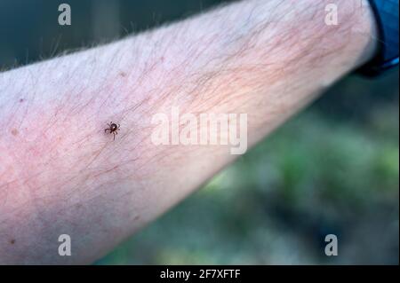 Ein einsames Sternticken, ein häufiger Vektor von Krankheiten, kriechend auf einem Arm Stockfoto