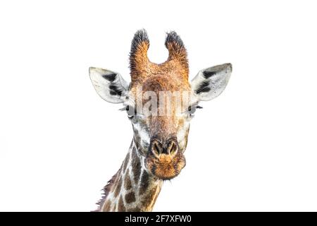 Giraffenportrait Vorderansicht isoliert auf weißem Hintergrund im Kruger Nationalpark, Südafrika ; Art Giraffa camelopardalis Familie von Giraffidae Stockfoto