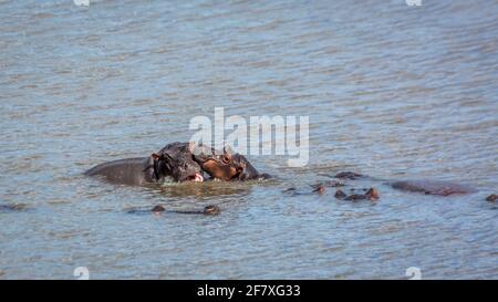 Hippopotamus spielt mit dem Jungen im Kruger National Park, Südafrika; Art Hippopotamus amphibius Familie von Hippopotamidae Stockfoto