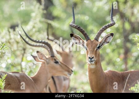 Gewöhnliches Impala gehörntes Männchen mit hintergrundbeleuchtetem Naturhintergrund im Kruger Nationalpark, Südafrika; specie Aepyceros melampus Familie von Bovidae Stockfoto