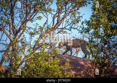 Leopard auf einem Felsen im Kruger Nationalpark, Südafrika; specie Panthera pardus Familie von Felidae Stockfoto