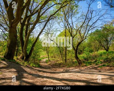 Fußweg mit einem Touristenschild auf Baum, der durch Bäume und Sträucher abwärts führt. Stockfoto