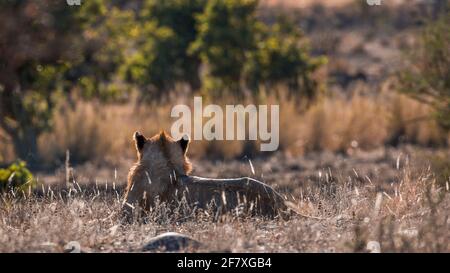 Afrikanischer Löwe junger Mann, der in hintergrundbeleuchteter Rückansicht im Kruger Nationalpark, Südafrika, liegt; specie Panthera leo Familie von Felidae Stockfoto