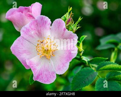 Hundsrose (Rosa canina) - Blumen näher betrachten Stockfoto