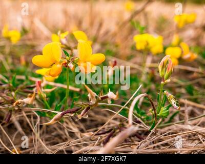 Vogel-Fuß-Trefoil (Lotus corniculatus) - auf einer trockenen Wiese Stockfoto