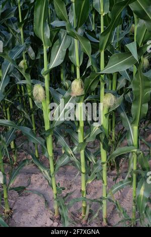 Maiskolben auf Stielen. Junge landwirtschaftliche Pflanzen im Sommer. Reifende junge Maisohr mit Seide auf Stiel auf der Plantage Nahaufnahme. Mais mit kleinen Jungen Stockfoto