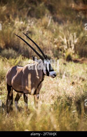 Südafrikanische Oryx im Gras im Morgenlicht im Kgalagari Transfrontier Park, Südafrika hinterleuchtet; specie Oryx gazella Familie von Bovidae Stockfoto