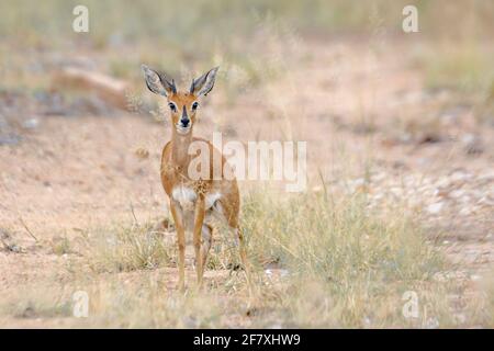 Steenbok in alernder Frontansicht im Kruger Nationalpark, Südafrika; Art Raphicerus campestris Familie der Bovidae Stockfoto