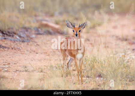 Steenbok in alernder Frontansicht im Kruger Nationalpark, Südafrika; Art Raphicerus campestris Familie der Bovidae Stockfoto