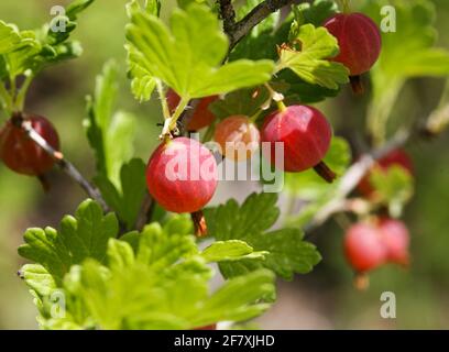 RIBES UVA-CRISPA Gooseberry auf dem Ast Stockfoto