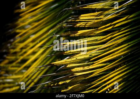 Thrinax parviflora (Pam-Baum), goldene Blattränder auf einer symmetrischen Nahaufnahme. Stockfoto