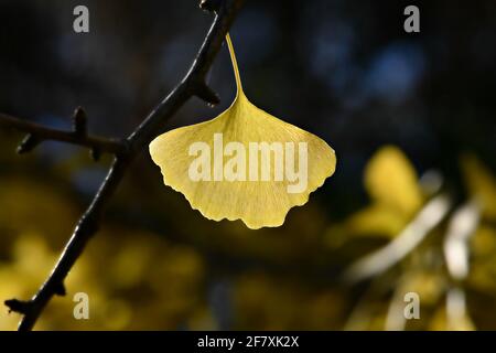 Ginkgo biloba fächerförmiges goldenes Blatt auf einer abstrakten Komposition. Stockfoto