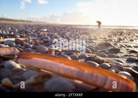 FRA, Frankreich, Le Touquet-Paris-Plage, 28.12.2017: Muschelsammeln auf dem Strand bei Ebbe in Le Touquet Stockfoto