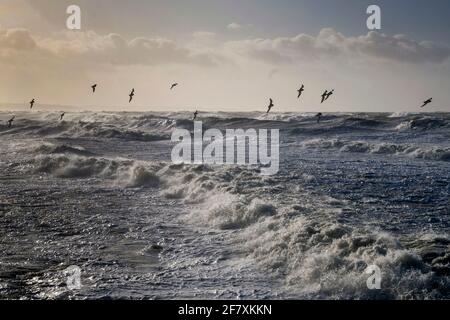 FRA, Frankreich, Le Touquet-Paris-Plage, 03.01.2018: Stuermisches Meer mit Seevoegeln vor Le Touquet Stockfoto