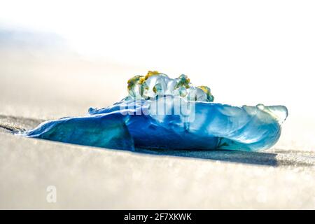 FRA, Frankreich, Le Touquet-Paris-Plage, 17.10.2019: Strandete Qualle am Strand von Le Touquet Stockfoto