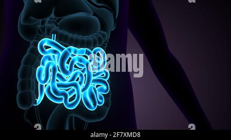 Dünndarm 3D Illustration Anatomie des menschlichen Verdauungssystems. Stockfoto