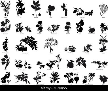 Sammlung von verschiedenen Vektor Beeren und Blumen Stock Vektor