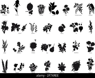 Sammlung von verschiedenen Vektor Beeren und Blumen Stock Vektor