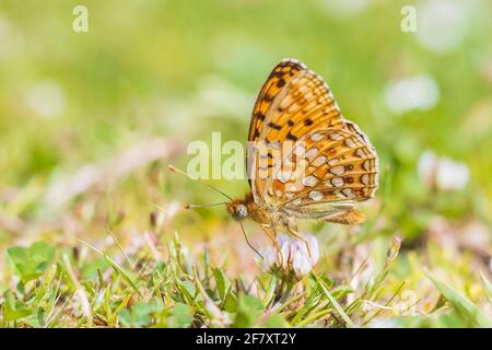 Niobe Fritillary, Fabriciana niobe, Schmetterling auf einer Wiese ruhen. Küstendünen Landschaft, tagsüber helles Sonnenlicht. Stockfoto