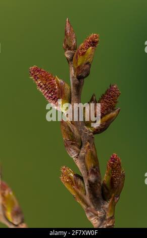 Schwarze Pappel, Populus nigra subsp. Betulifolia, Baumwollholz, Stockfoto