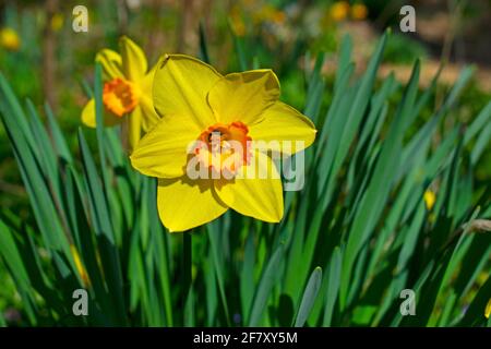 Poets narcissus (Narcissus Poeticus), zwei kultivierte gelbe Narzissenblüten mit orangen Zentren in einem verschwommenen Hintergrund aus grünen Blättern und Schatten Stockfoto