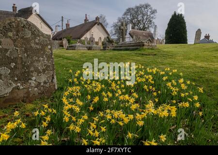 Wilde Narzissen, Narcissus pseudonarcissus ssp. Pseudonarcissus, blühend in Drewsteignton Churchyard, Devon. Stockfoto