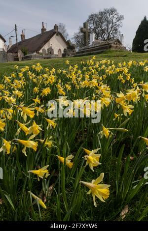 Wilde Narzissen, Narcissus pseudonarcissus ssp. Pseudonarcissus, blühend in Drewsteignton Churchyard, Devon. Stockfoto