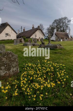 Wilde Narzissen, Narcissus pseudonarcissus ssp. Pseudonarcissus, blühend in Drewsteignton Churchyard, Devon. Stockfoto