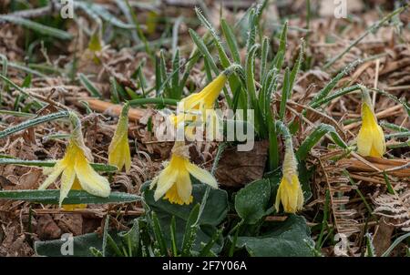 Wilde Narzissen, Narcissus pseudonarcissus ssp. Pseudonarcissus, wild an einem frostigen Morgen im Teign Valley, Devon. Stockfoto