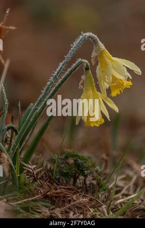 Wilde Narzissen, Narcissus pseudonarcissus ssp. Pseudonarcissus, wild an einem frostigen Morgen im Teign Valley, Devon. Stockfoto