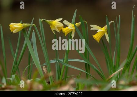 Wild Daffodils, Narcissus pseudonarcissus ssp. Pseudonarcissus, wächst am Fluss Teign, Devon. Dartmoor. Stockfoto