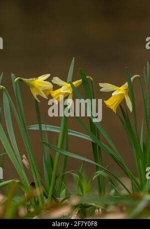 Wild Daffodils, Narcissus pseudonarcissus ssp. Pseudonarcissus, wächst am Fluss Teign, Devon. Dartmoor. Stockfoto